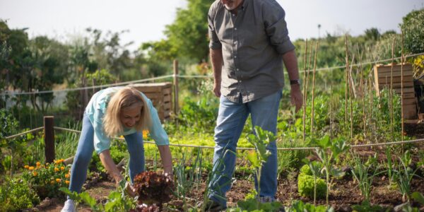 What Are the Steps to Start a Community Garden